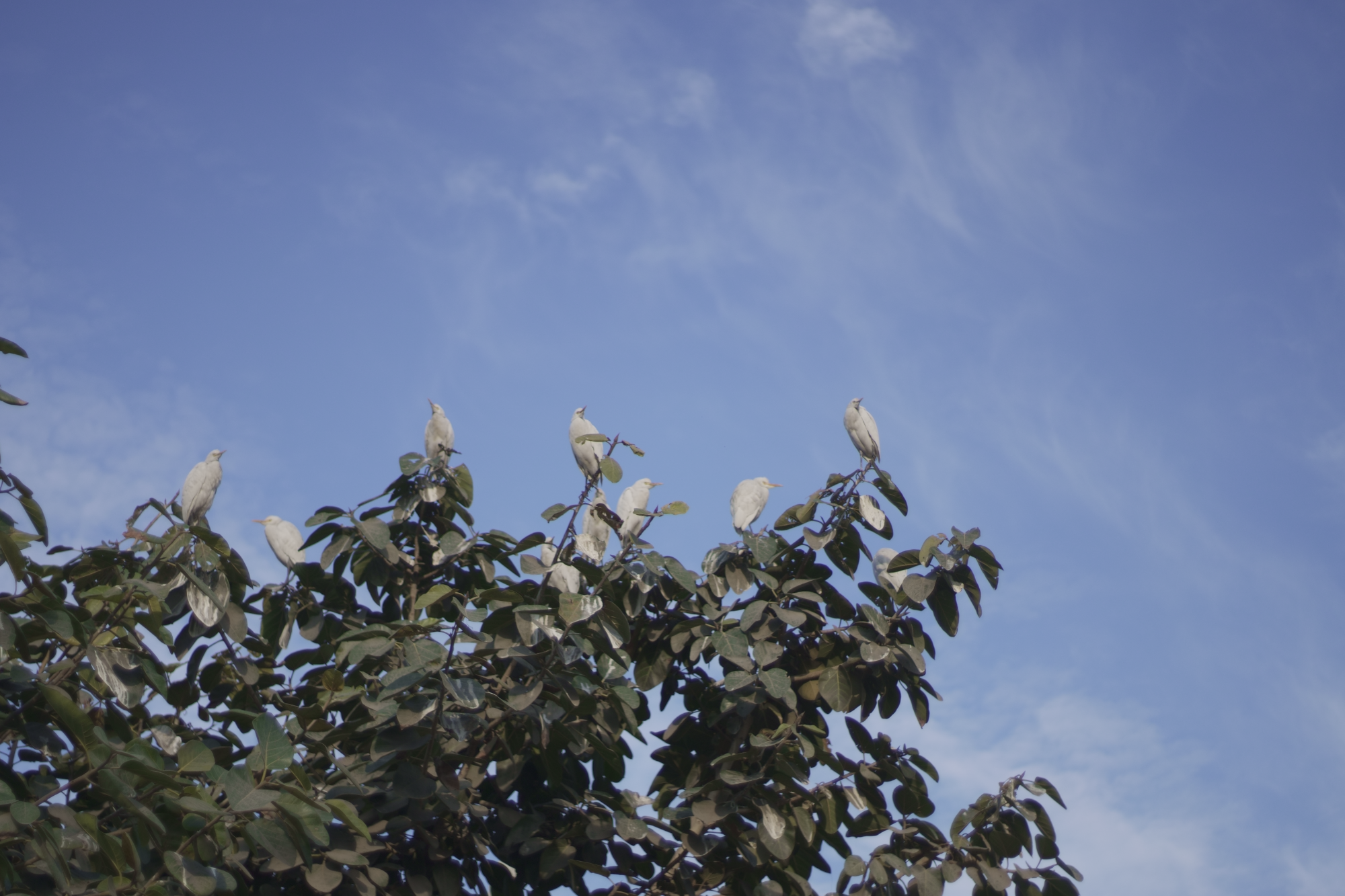 A Conference of Birds