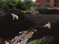 Obsidian Hounds
