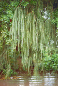 Drooping Vines